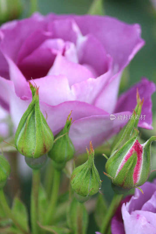 蓝色，紫色的丁香玫瑰花和花蕾的形象，标准/花束灌木玫瑰植物生长在夏季花园边界与各种开花的草本植物，花，花瓣对模糊的绿色园艺背景，品种玫瑰蓝色为你